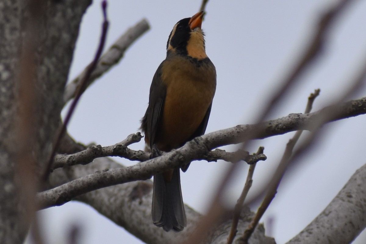 Golden-billed Saltator - ML641077017