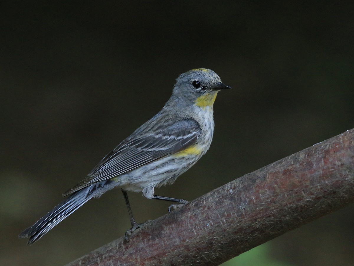 Kronenwaldsänger - ML641077043