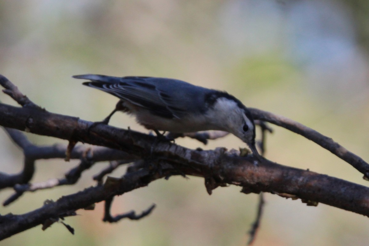 White-breasted Nuthatch - ML641077059