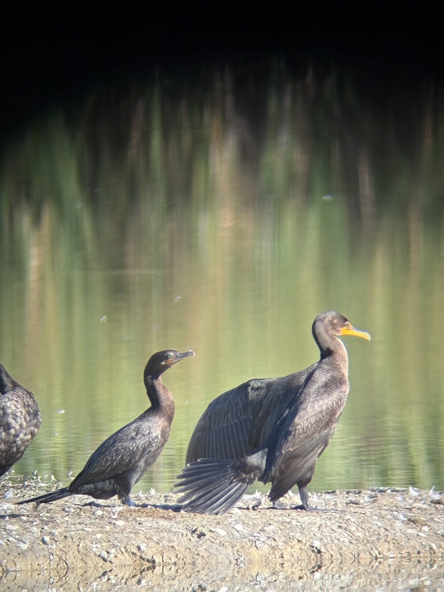 Cormoran vigua - ML641077085