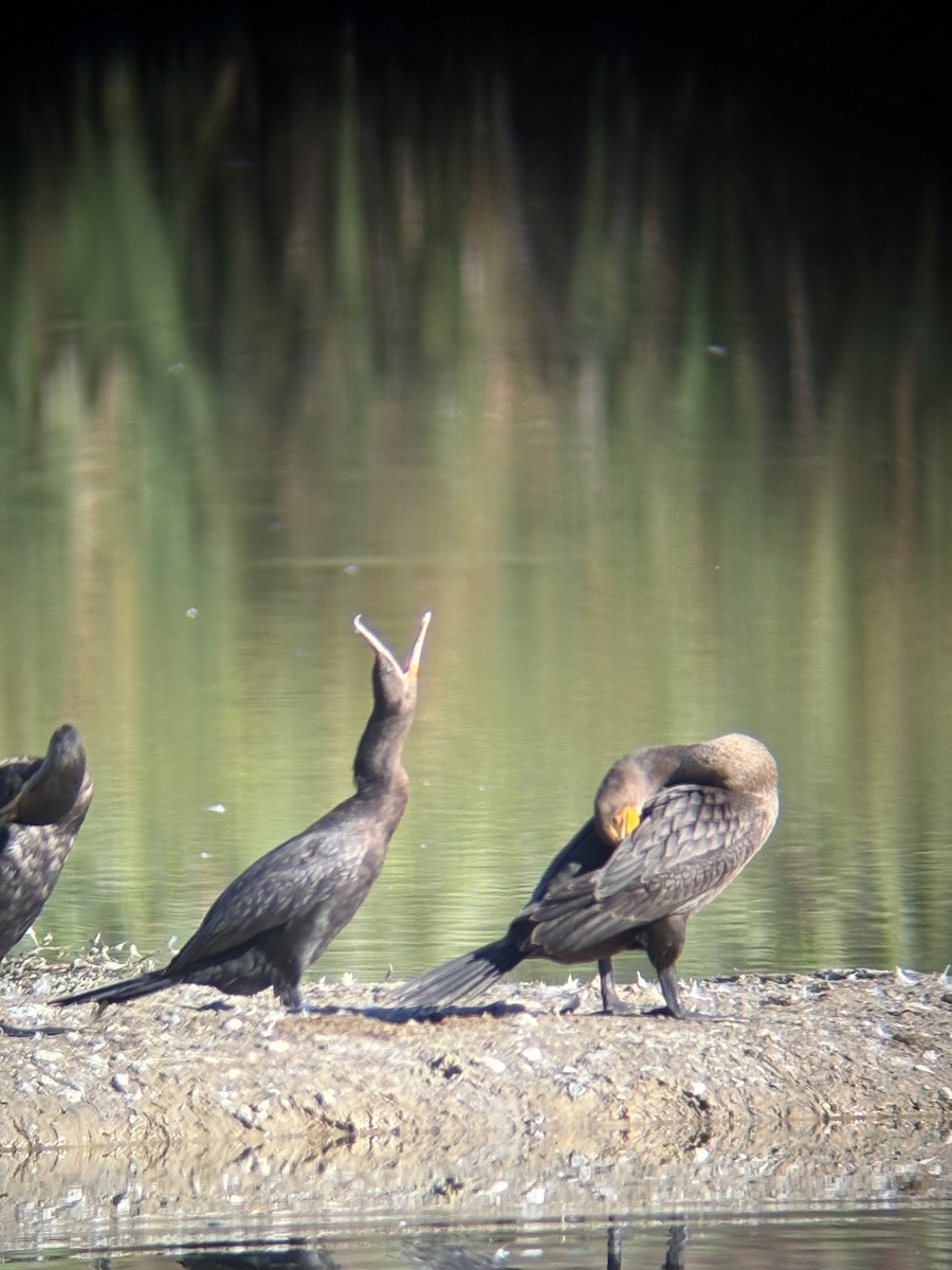 Cormoran vigua - ML641077086