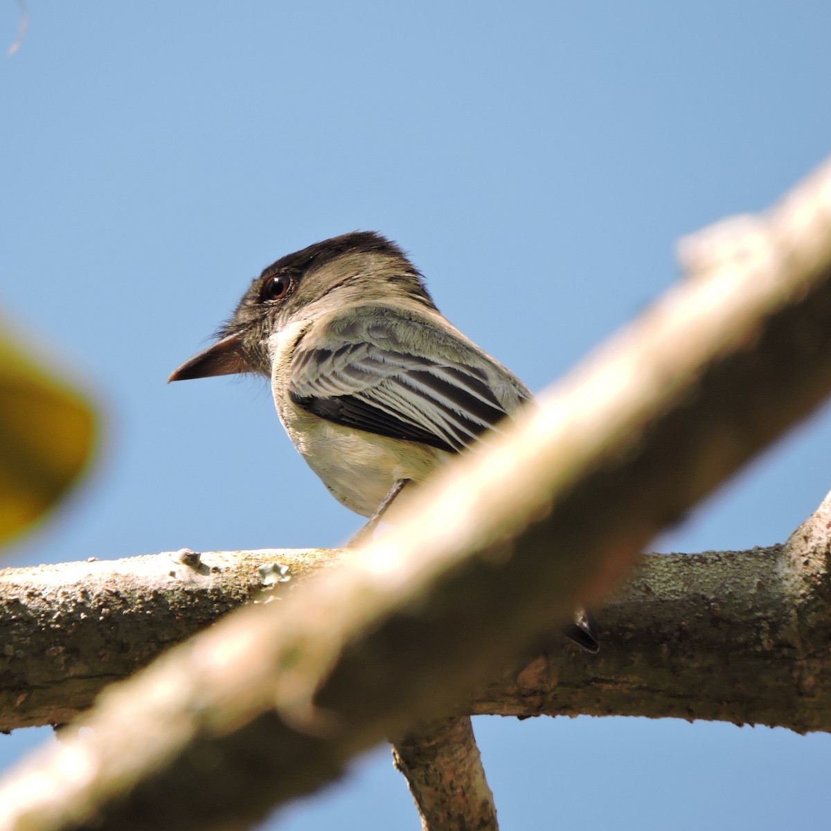 Sibilant Sirystes - ML641077129