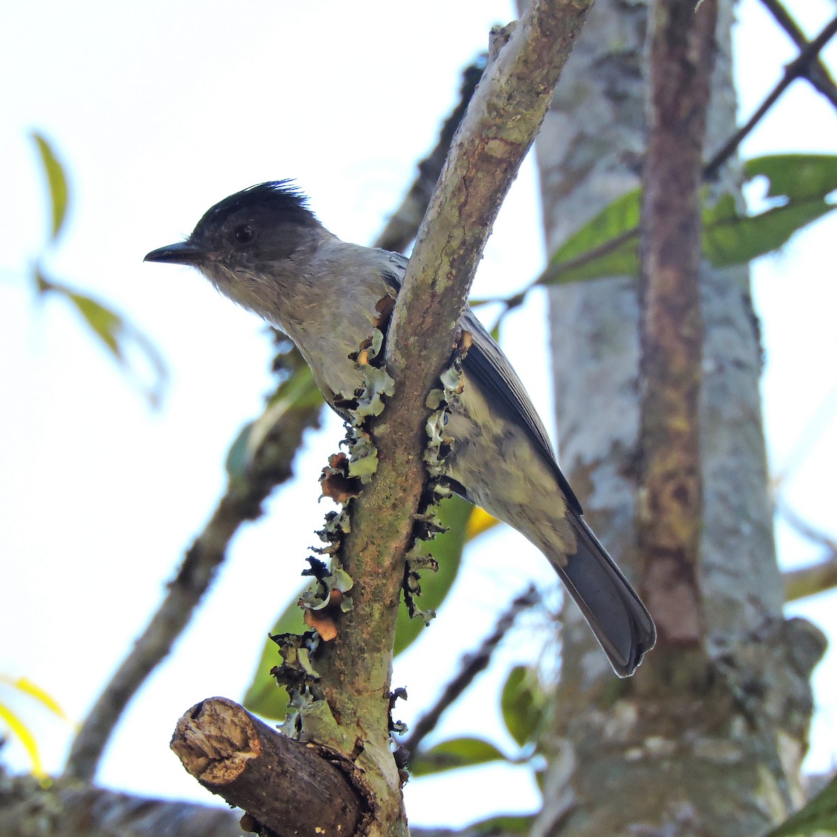 Sibilant Sirystes - ML641077133