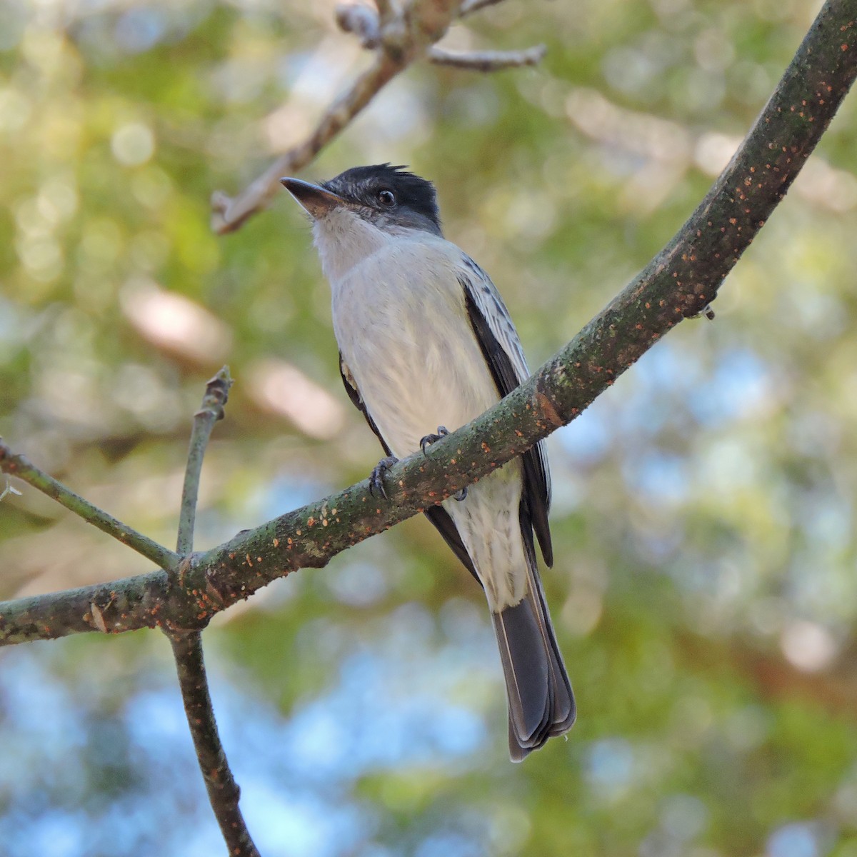 Sibilant Sirystes - ML641077134