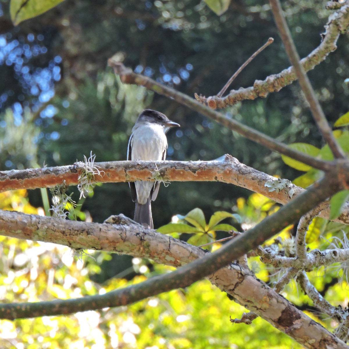 Sibilant Sirystes - ML641077135