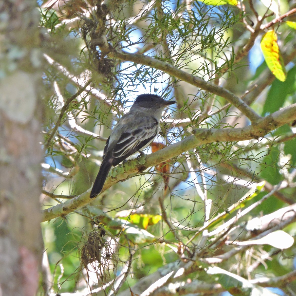 Sibilant Sirystes - ML641077136