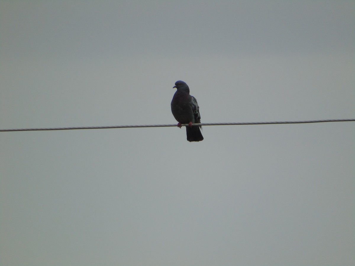 Rock Pigeon (Feral Pigeon) - ML641077146