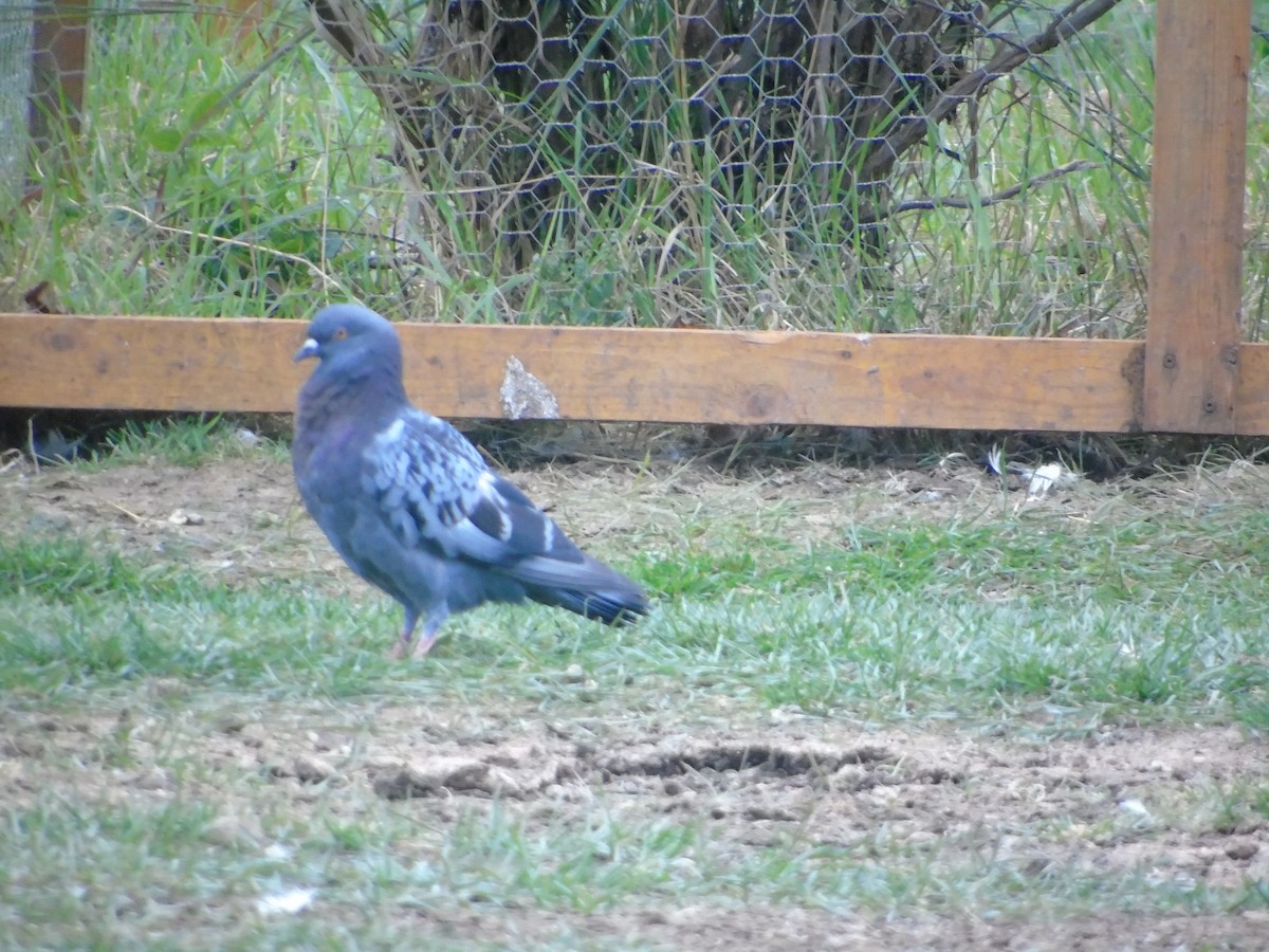 Rock Pigeon (Feral Pigeon) - ML641077147