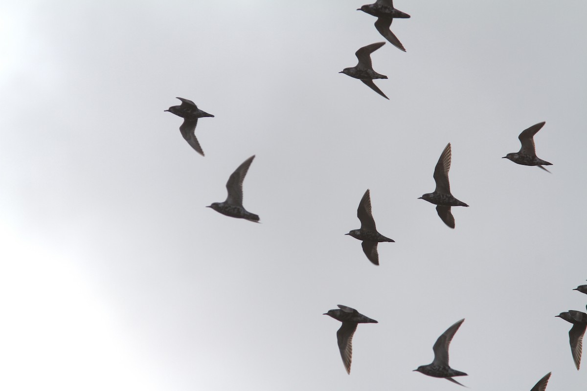 kulík hnědokřídlý - ML641077153