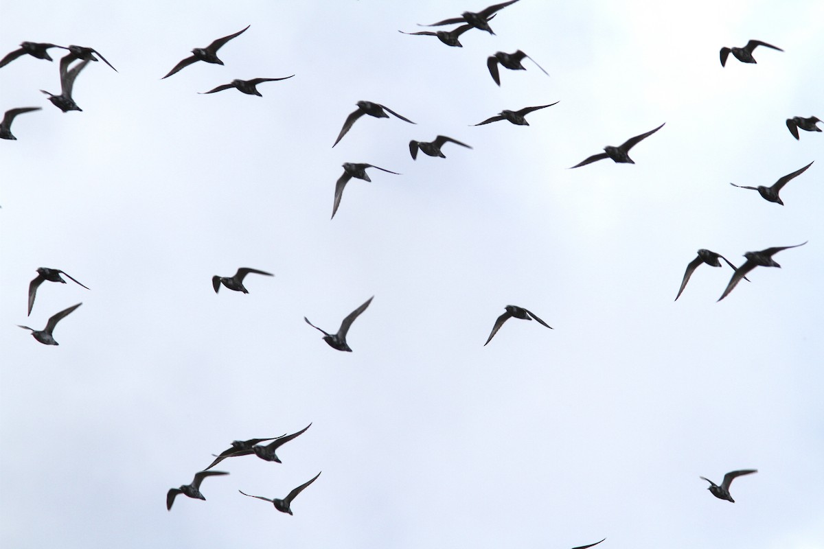 kulík hnědokřídlý - ML641077154