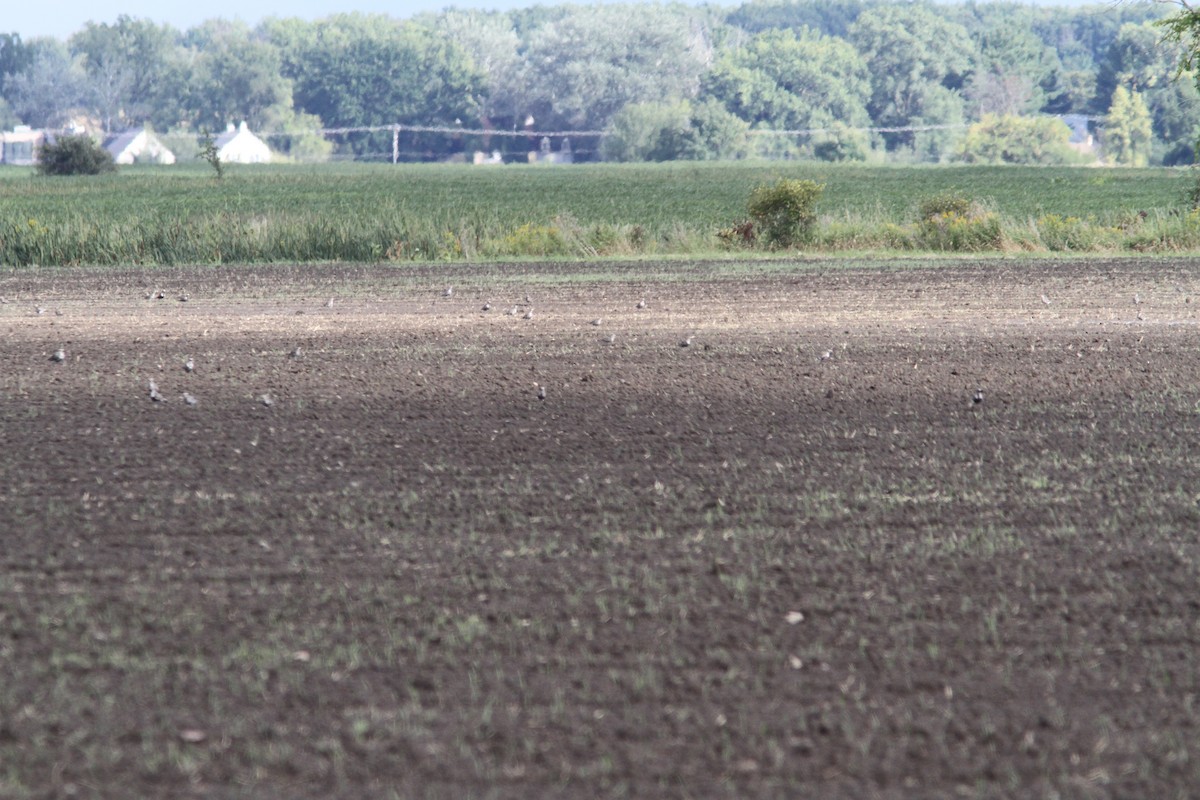 kulík hnědokřídlý - ML641077161