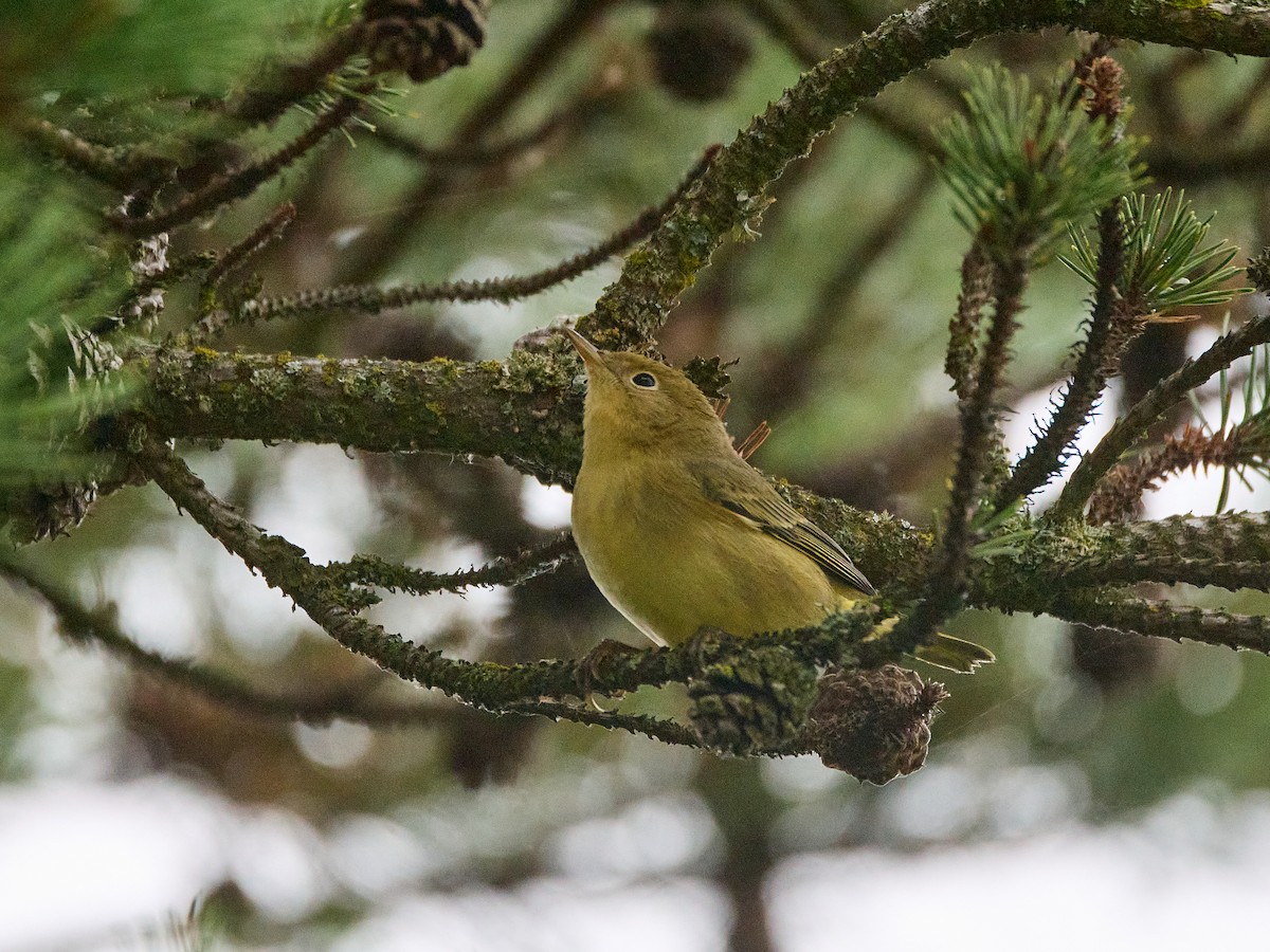 Yellow Warbler - ML641077170