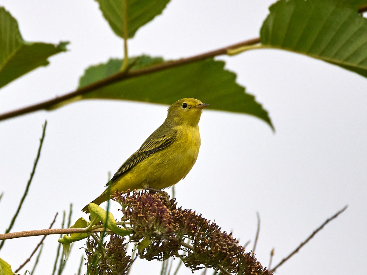 Yellow Warbler - ML641077180