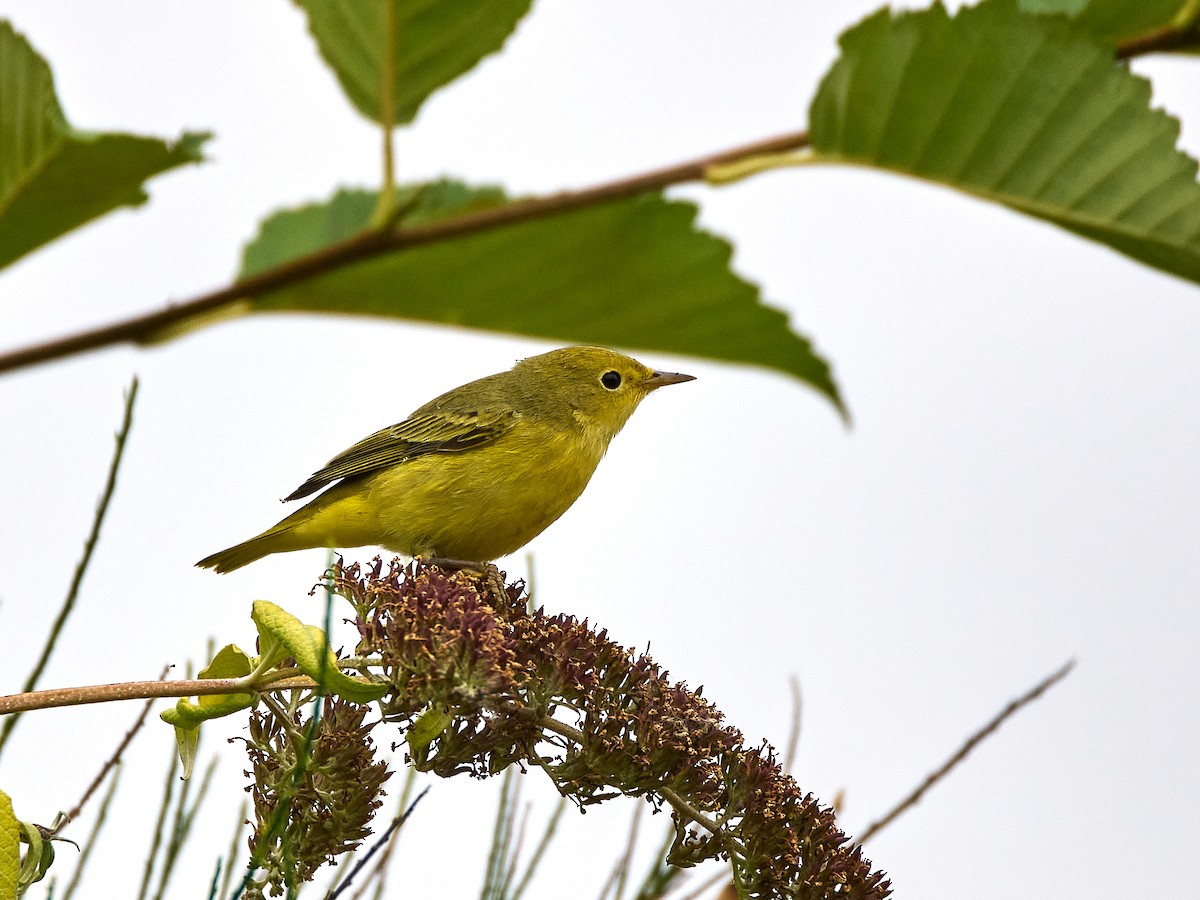 Yellow Warbler - ML641077197