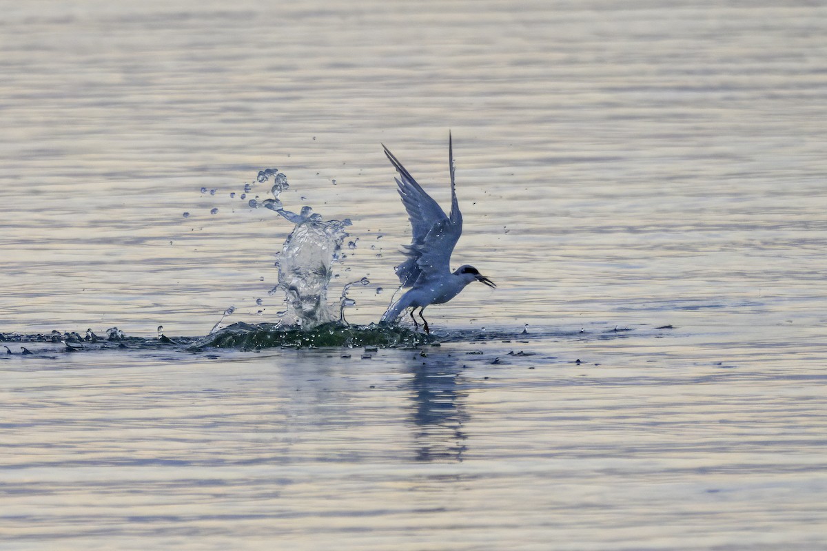 Forster's Tern - ML641077200