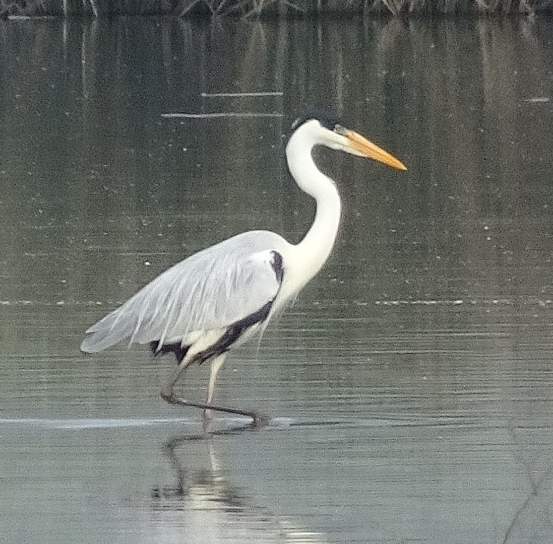 Cocoi Heron - ML641077201