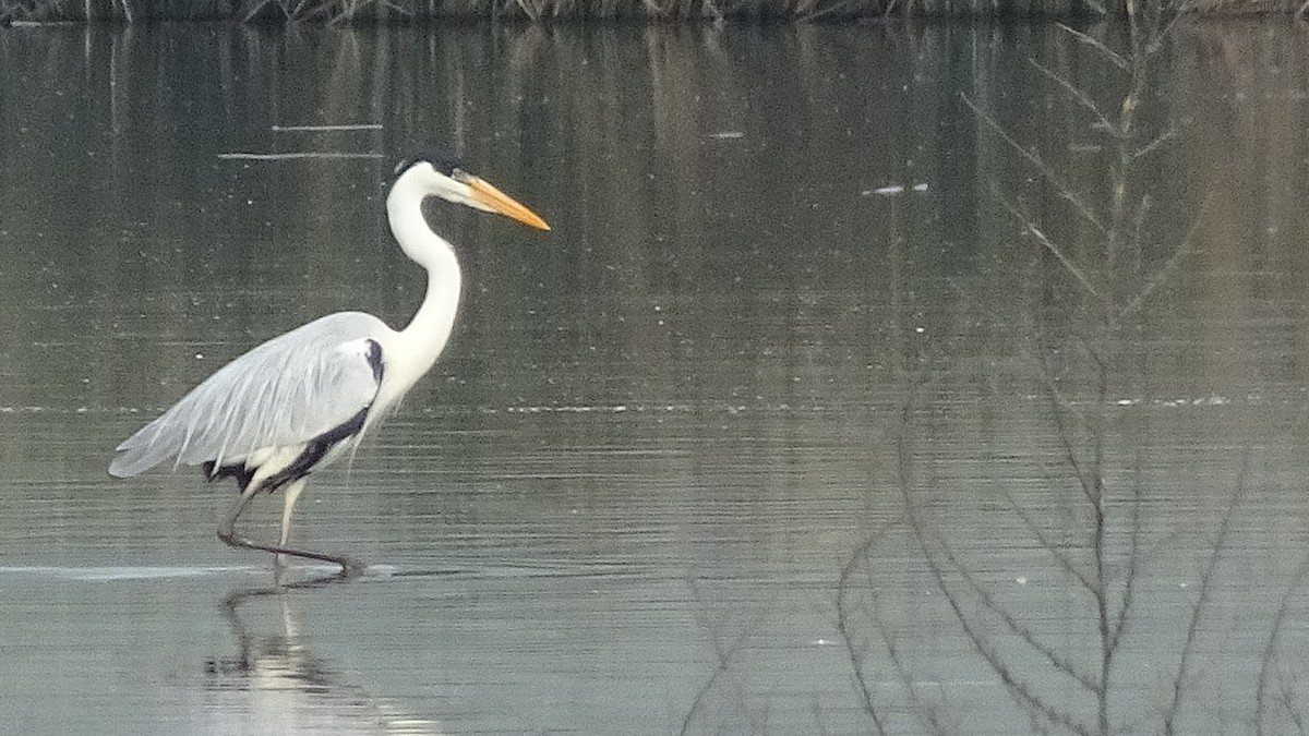 Cocoi Heron - ML641077202