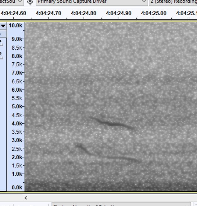 passerine sp. - ML641077208