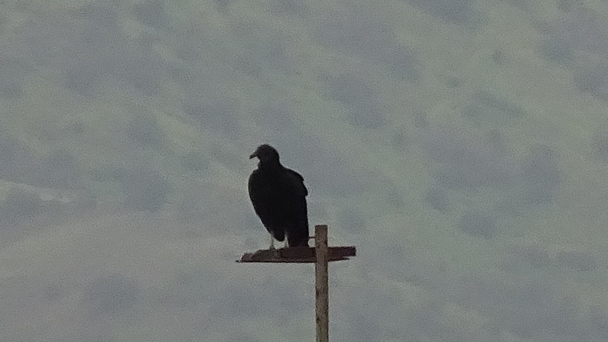 Black Vulture - ML641077211