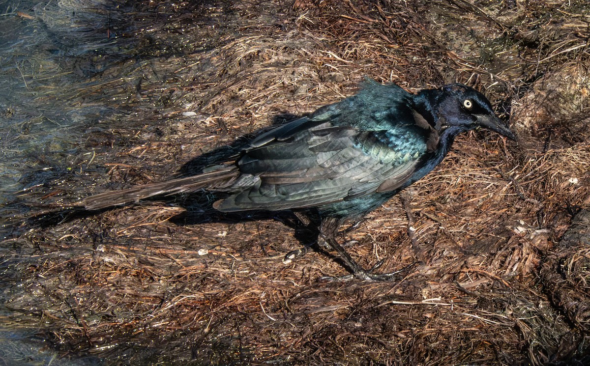Boat-tailed Grackle - ML641077212