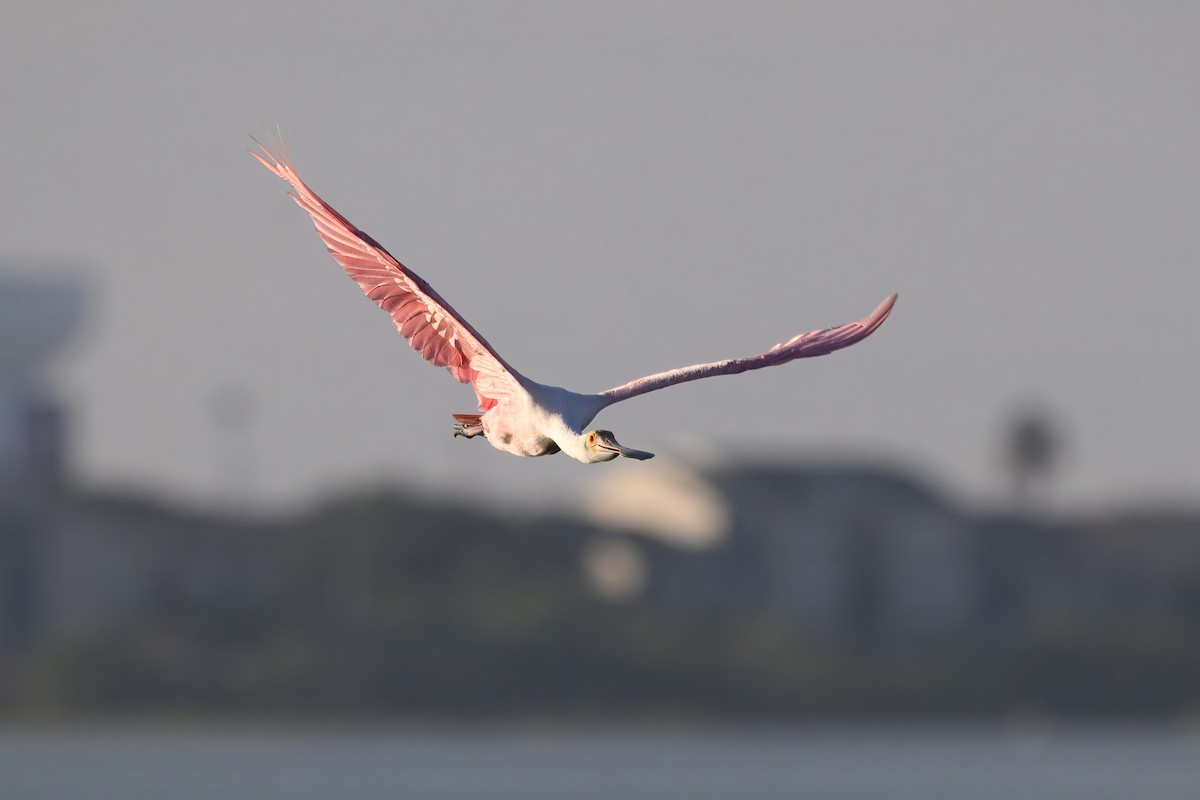 Roseate Spoonbill - ML641077270