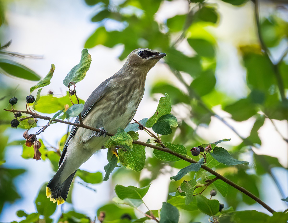 Cedar Waxwing - ML641077292