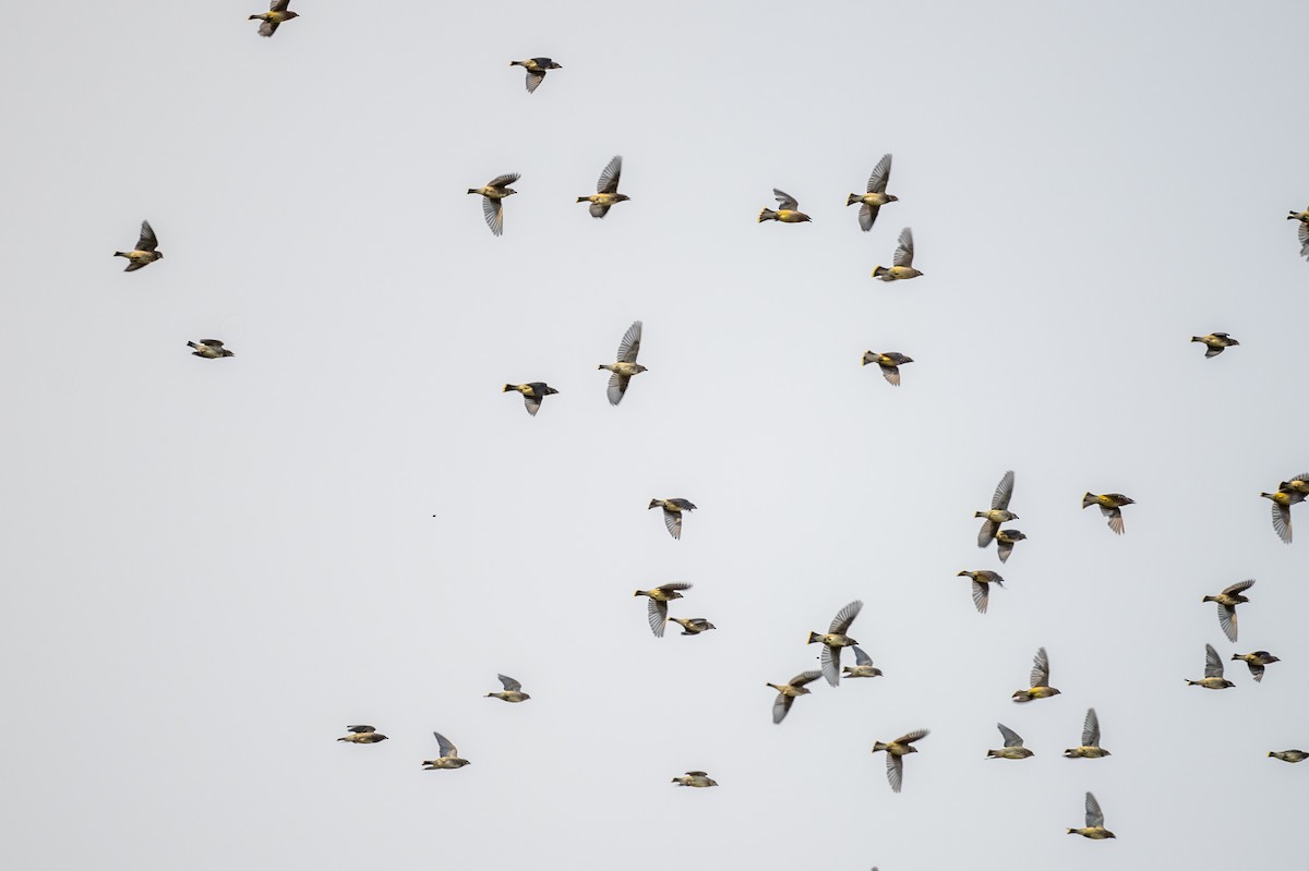 Cedar Waxwing - ML641077297