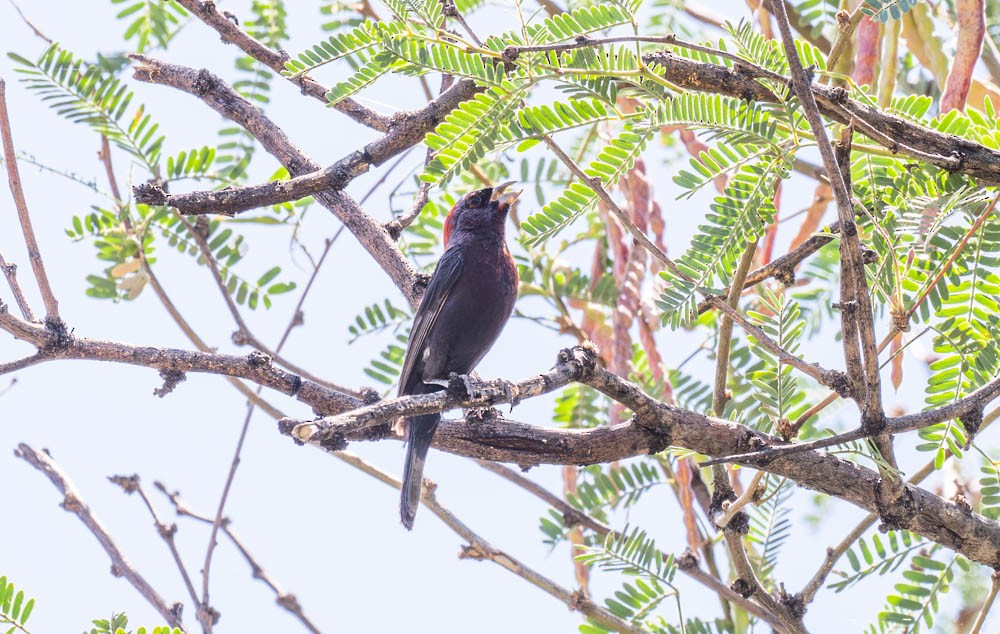 Varied Bunting - ML641077317