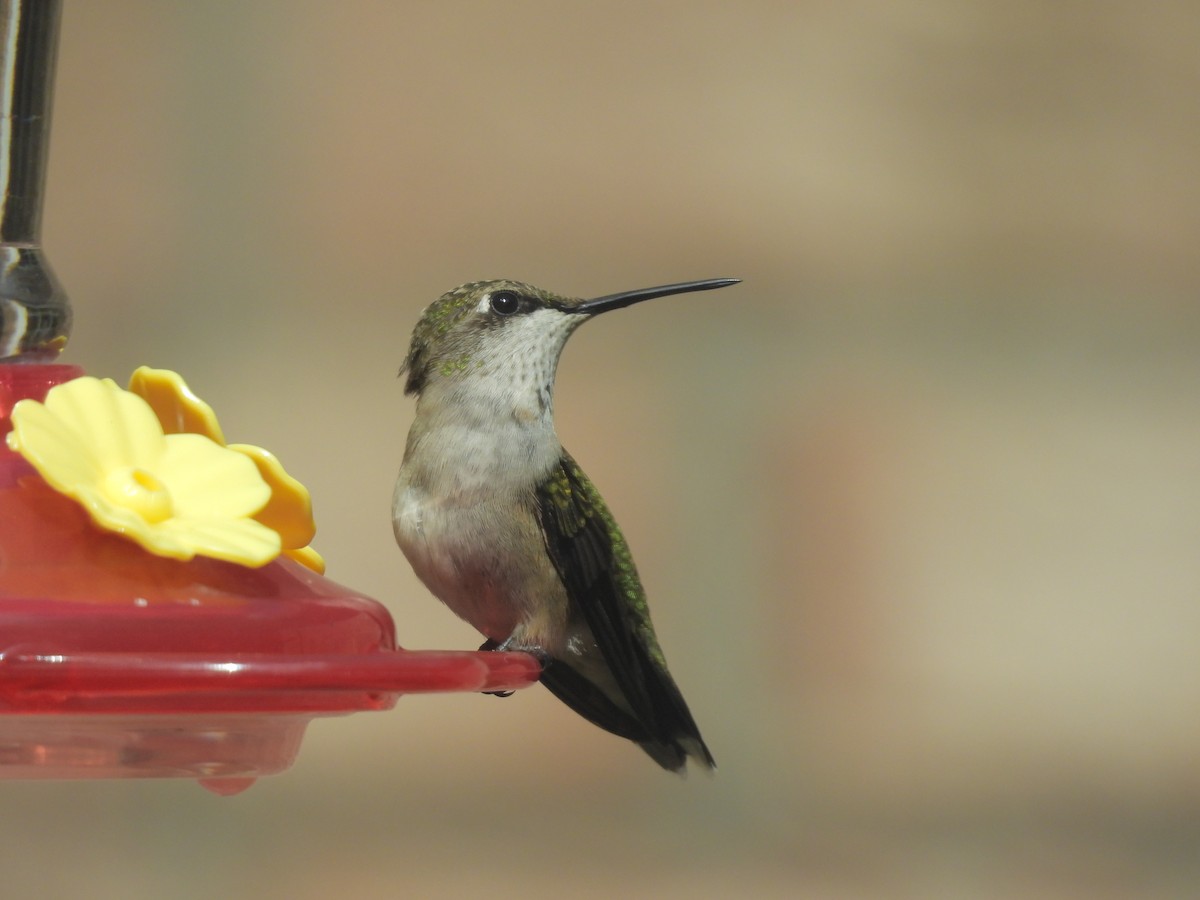 Colibri à gorge rubis - ML641077318