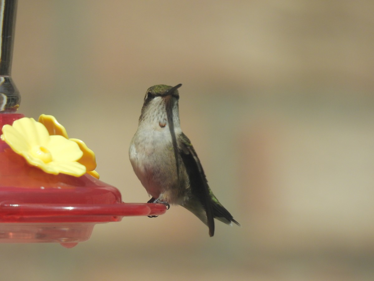 Colibri à gorge rubis - ML641077319