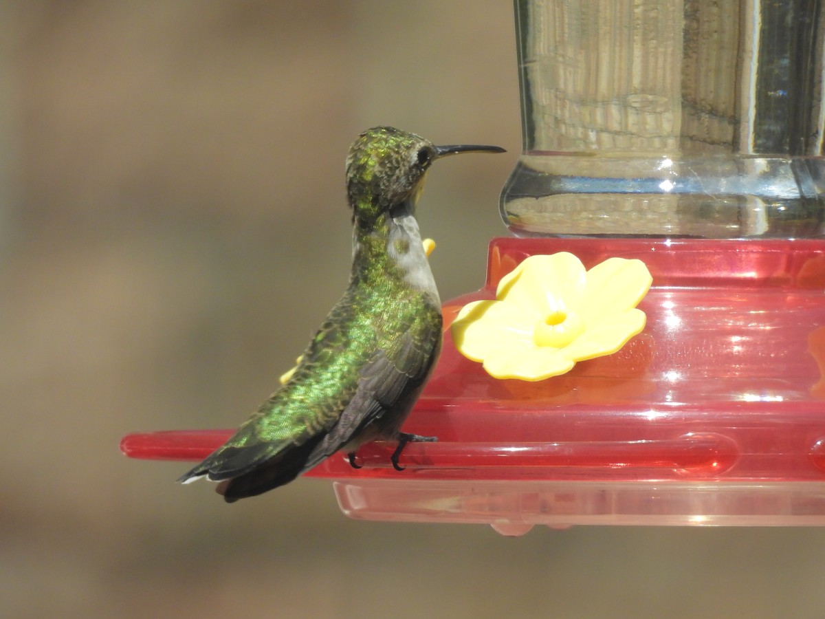 Colibri à gorge rubis - ML641077320