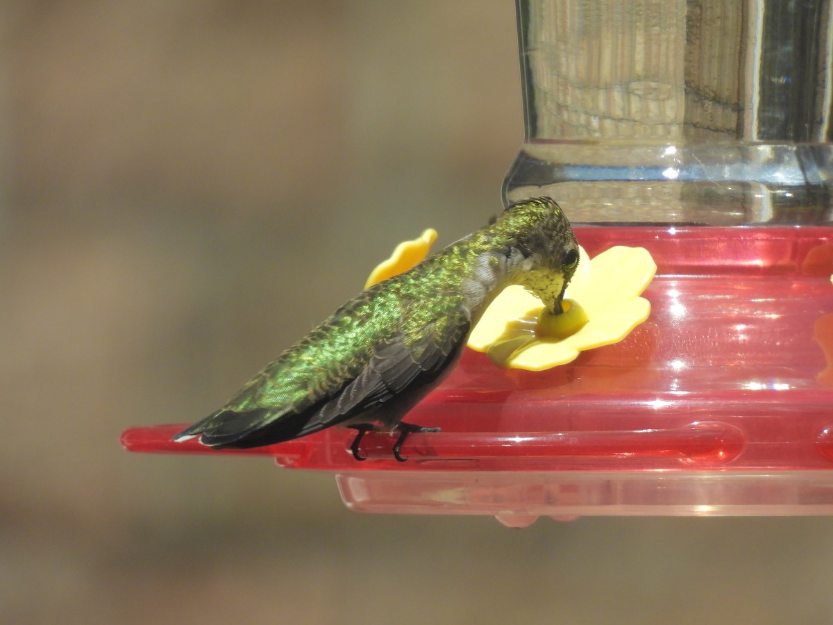 Colibri à gorge rubis - ML641077321