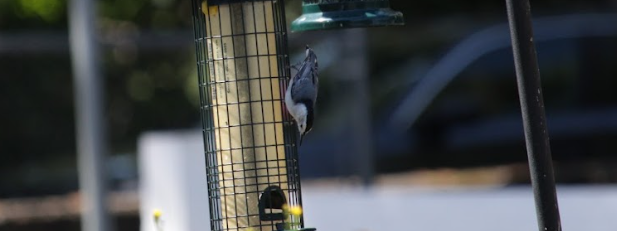 White-breasted Nuthatch - ML641077330