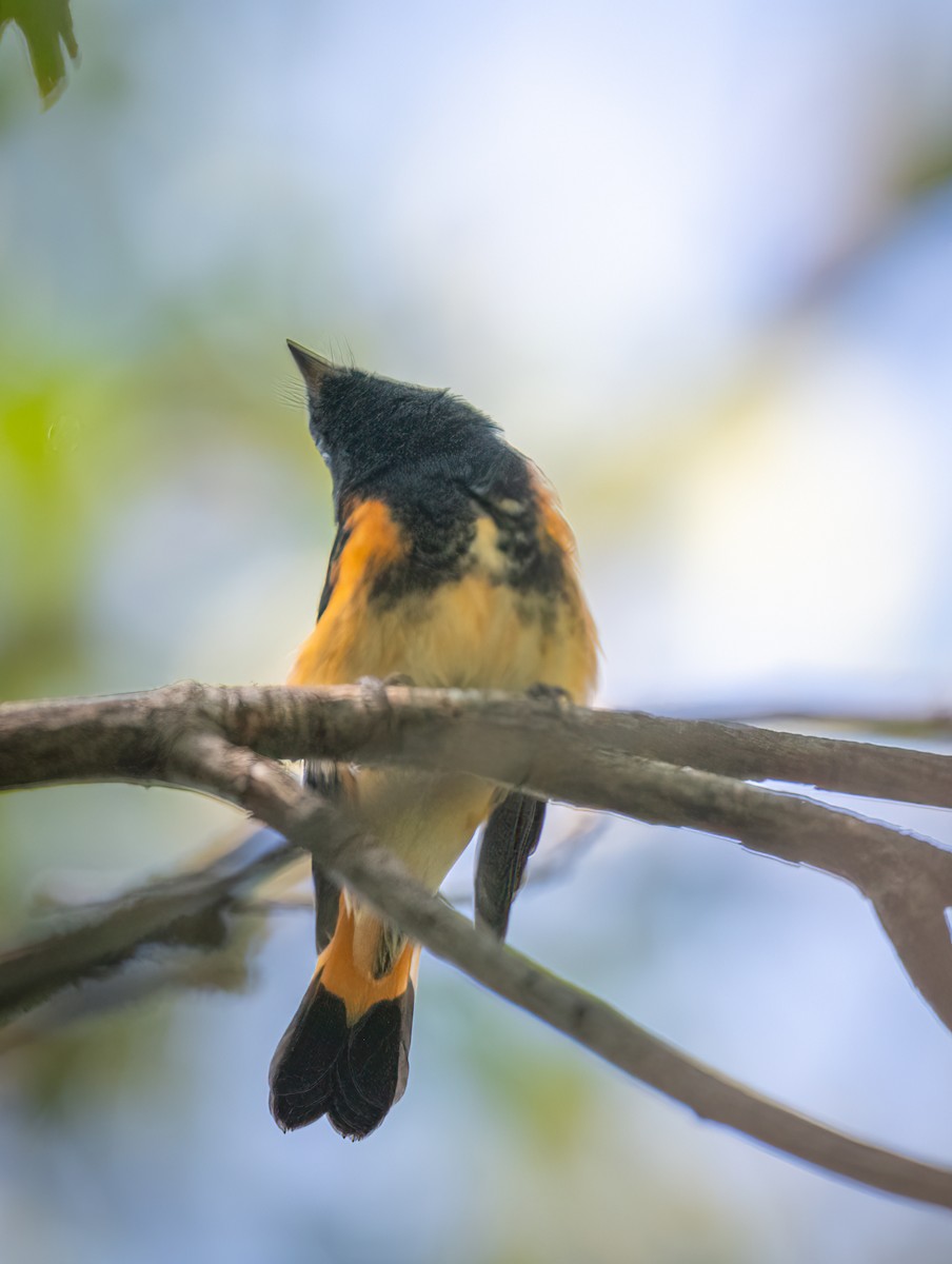 American Redstart - ML641077341