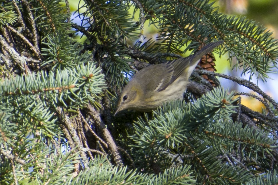 Cape May Warbler - ML641077344