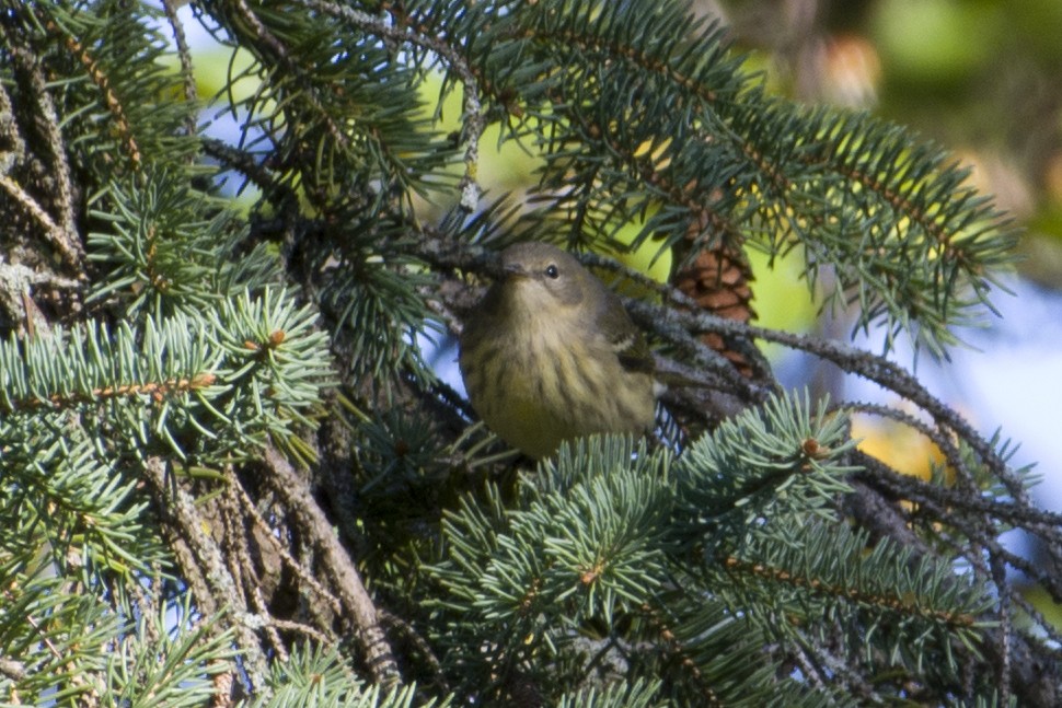 Cape May Warbler - ML641077345