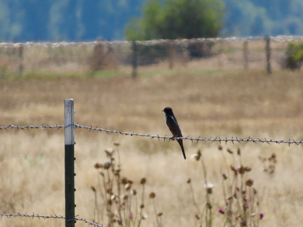 Eastern Kingbird - ML641077346