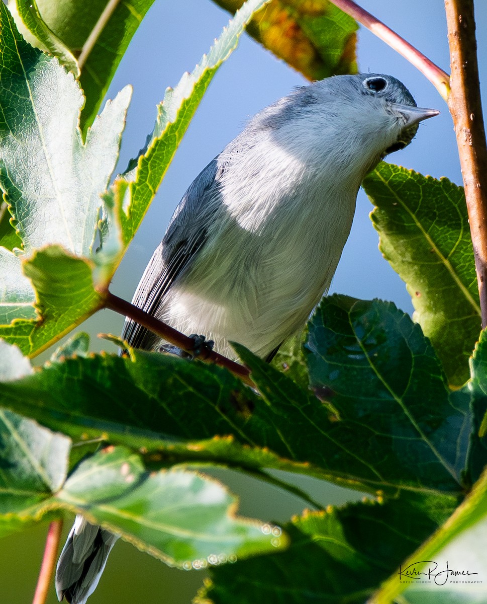 Perlita Grisilla (caerulea) - ML641077368