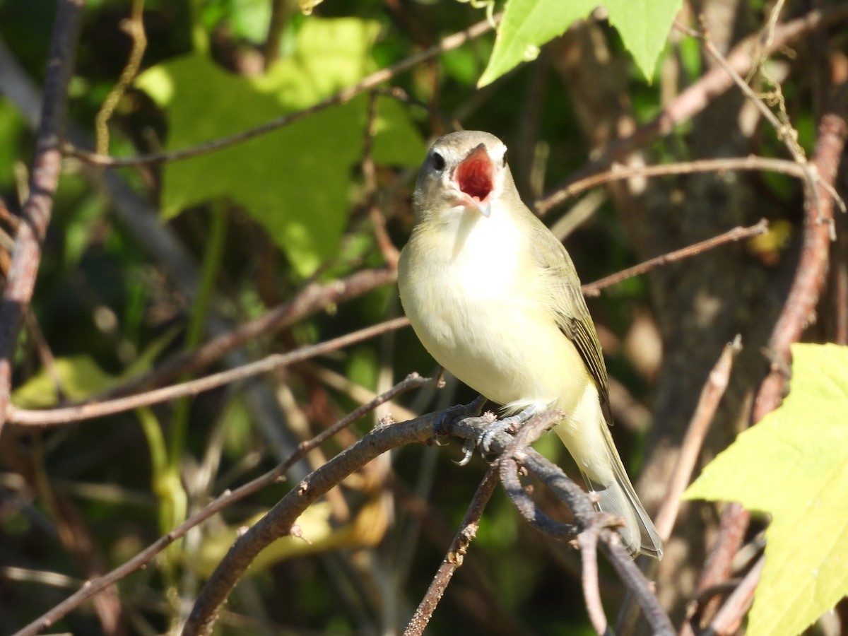 Warbling Vireo - ML641077390