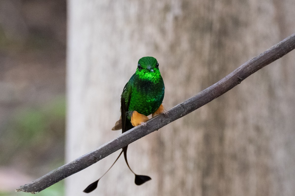 Rufous-booted Racket-tail - ML641077399