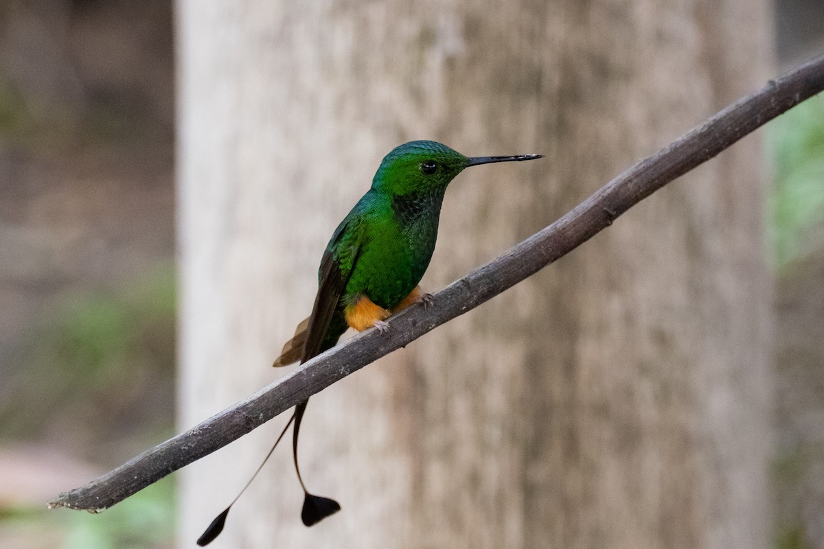 Rufous-booted Racket-tail - ML641077400