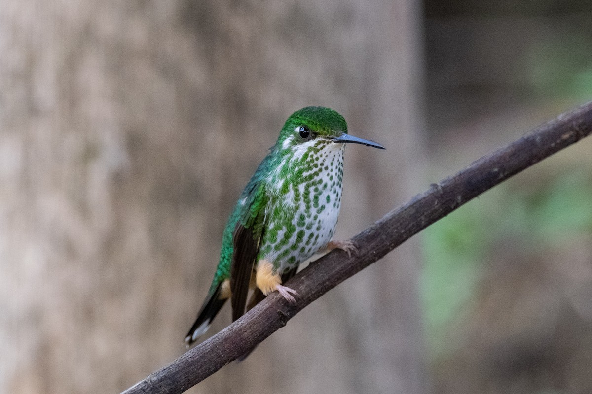 Rufous-booted Racket-tail - ML641077401