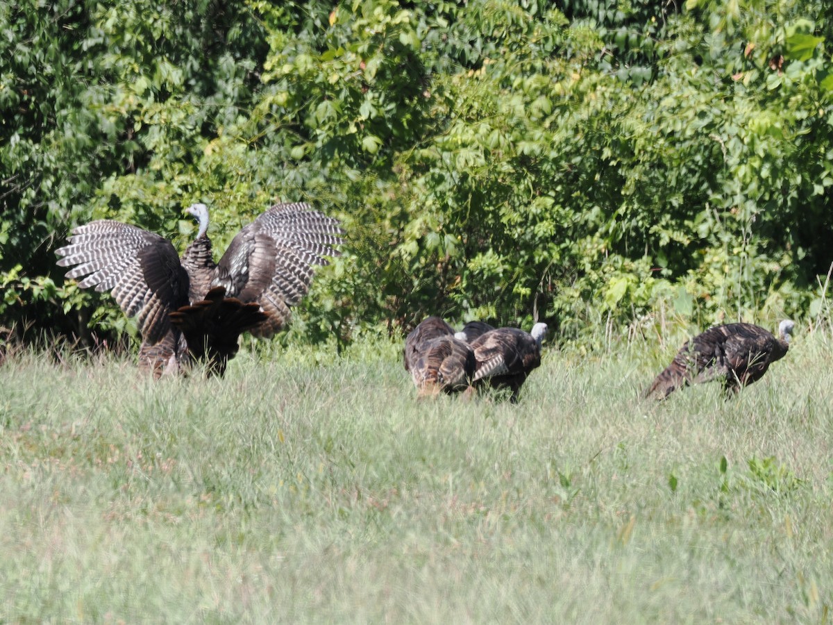 Wild Turkey - ML641077408