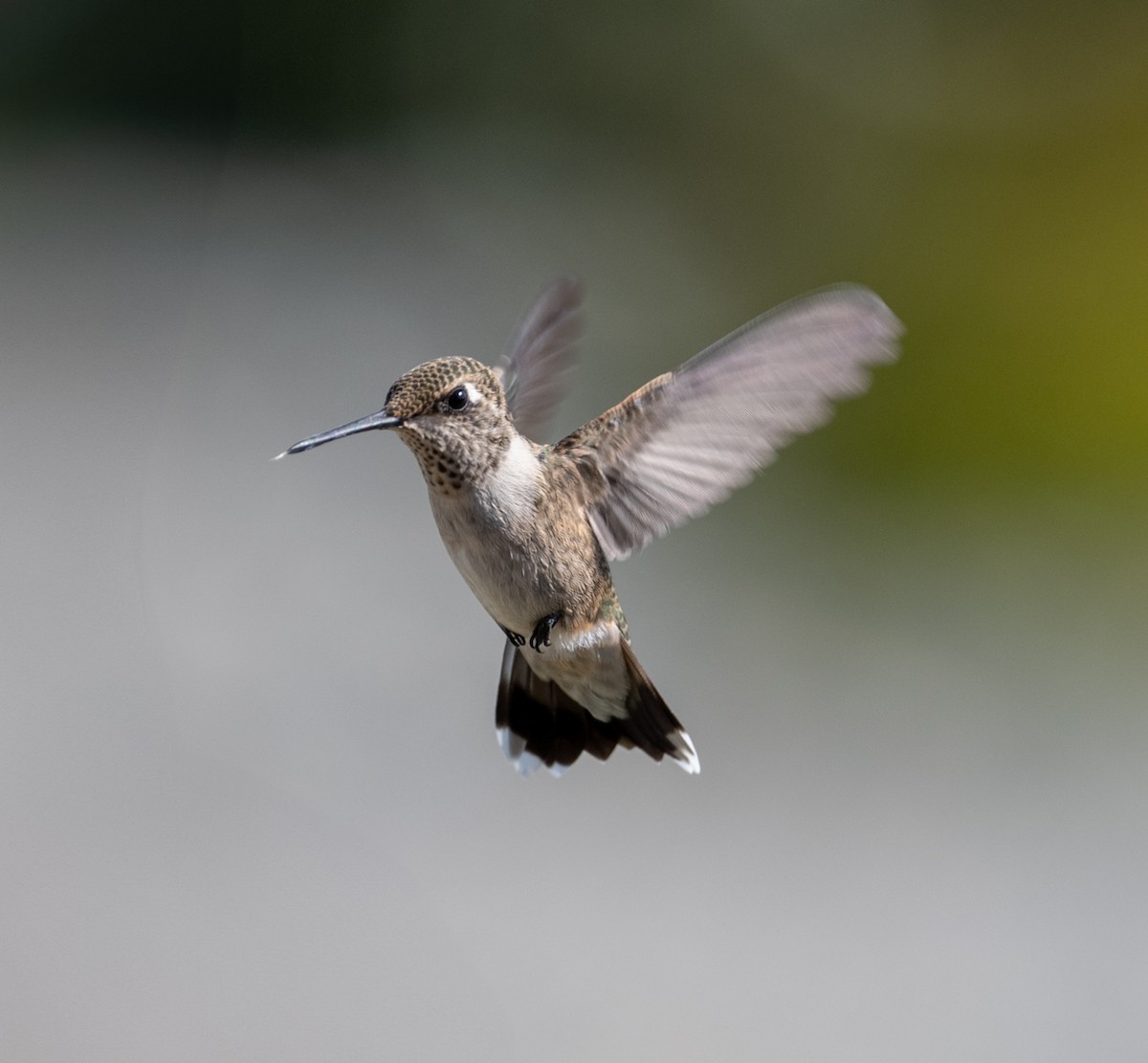 Black-chinned Hummingbird - ML641077414