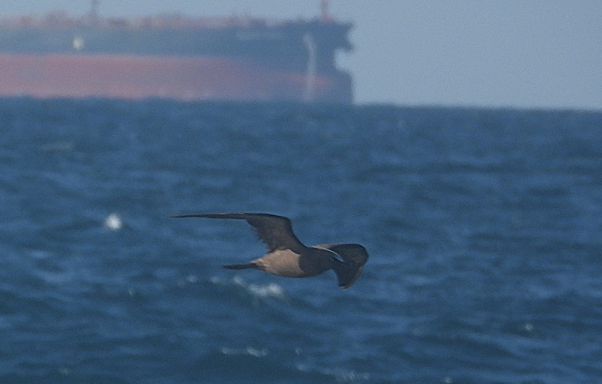 Brown Noddy - ML641077416
