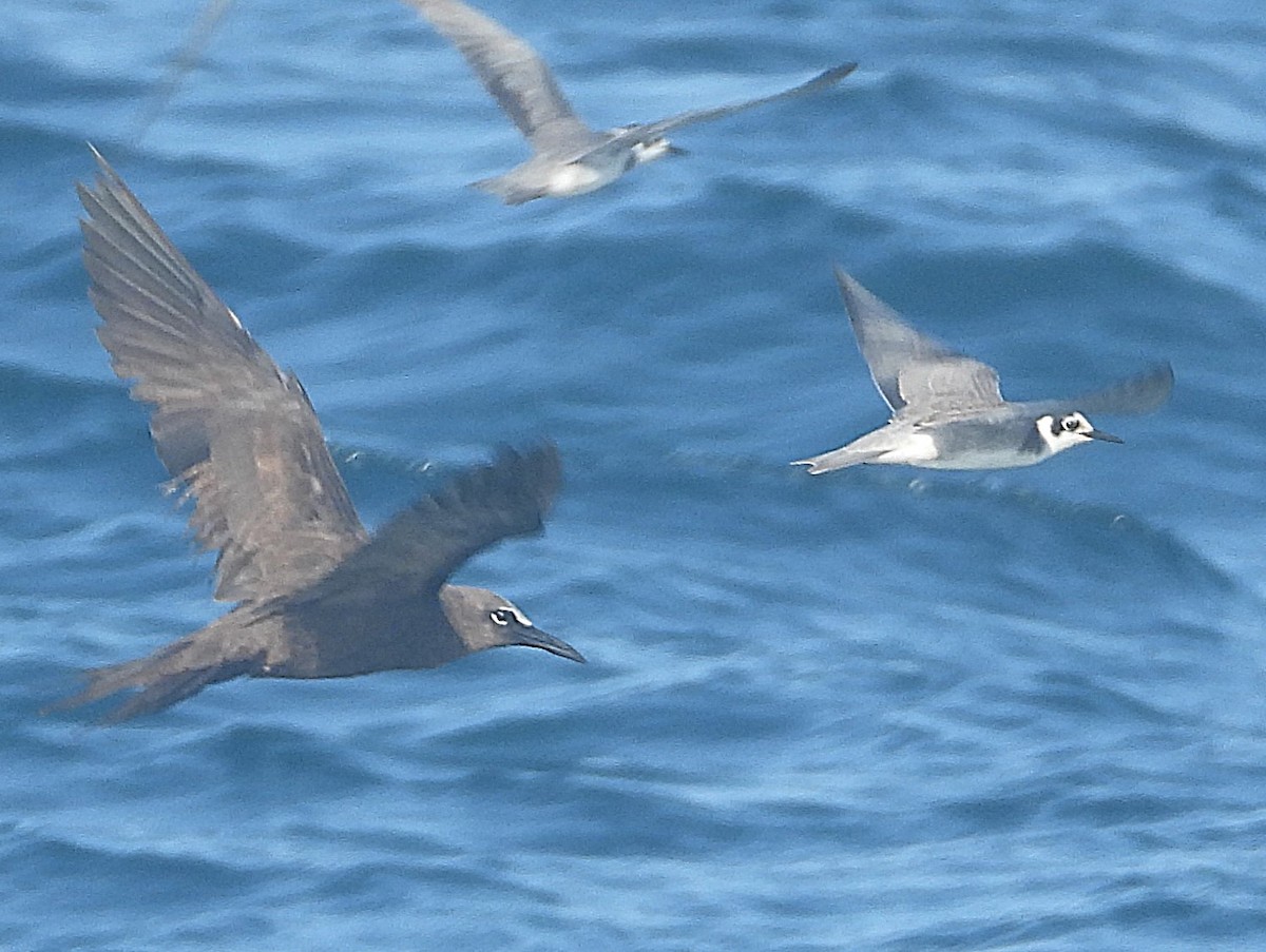 Brown Noddy - ML641077417