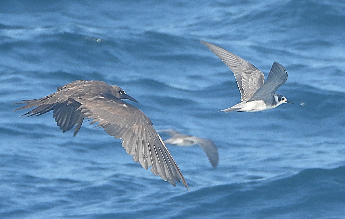 Brown Noddy - ML641077418