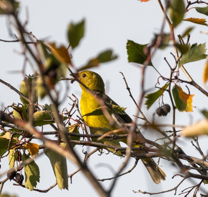 Western Tanager - ML641077421