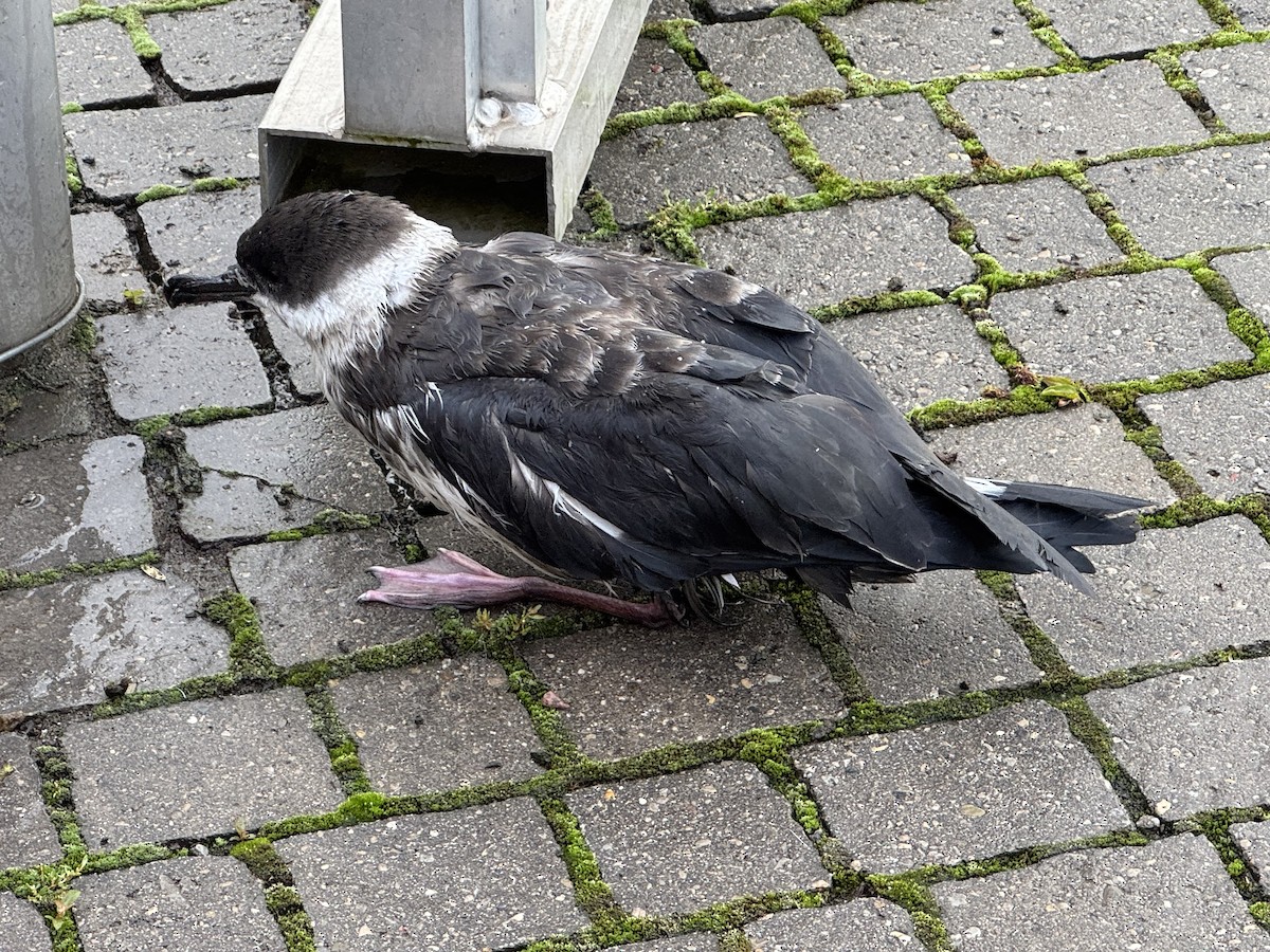 Berta dell'Atlantico - ML641077422