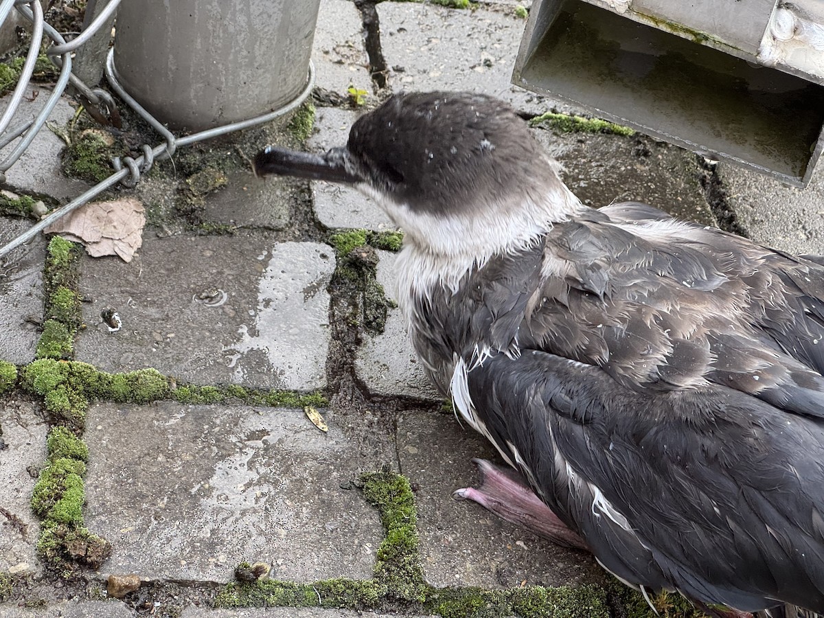 Berta dell'Atlantico - ML641077423